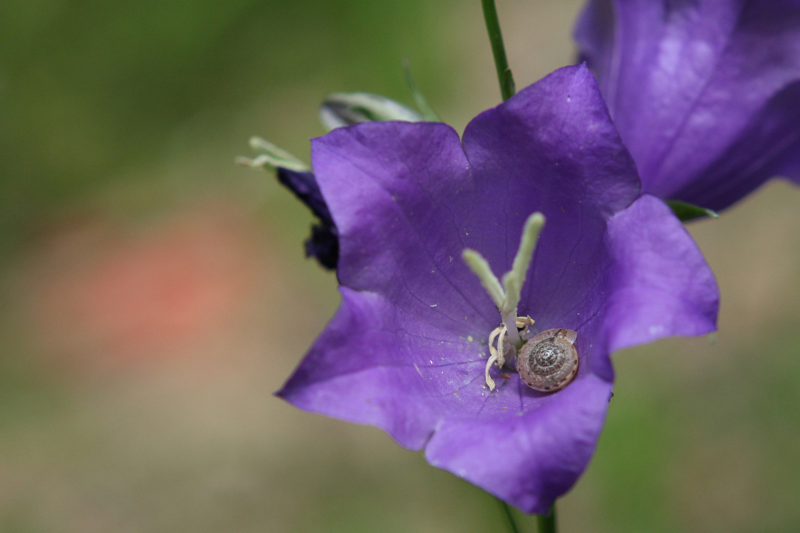 Schnecke im Blumenhaus