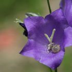 Schnecke im Blumenhaus