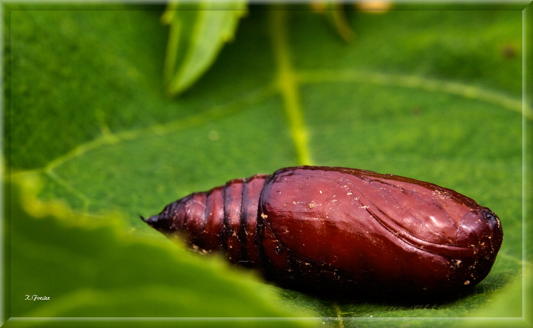 Schnecke im Boden ausgegraben