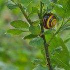 Schnecke im Busch