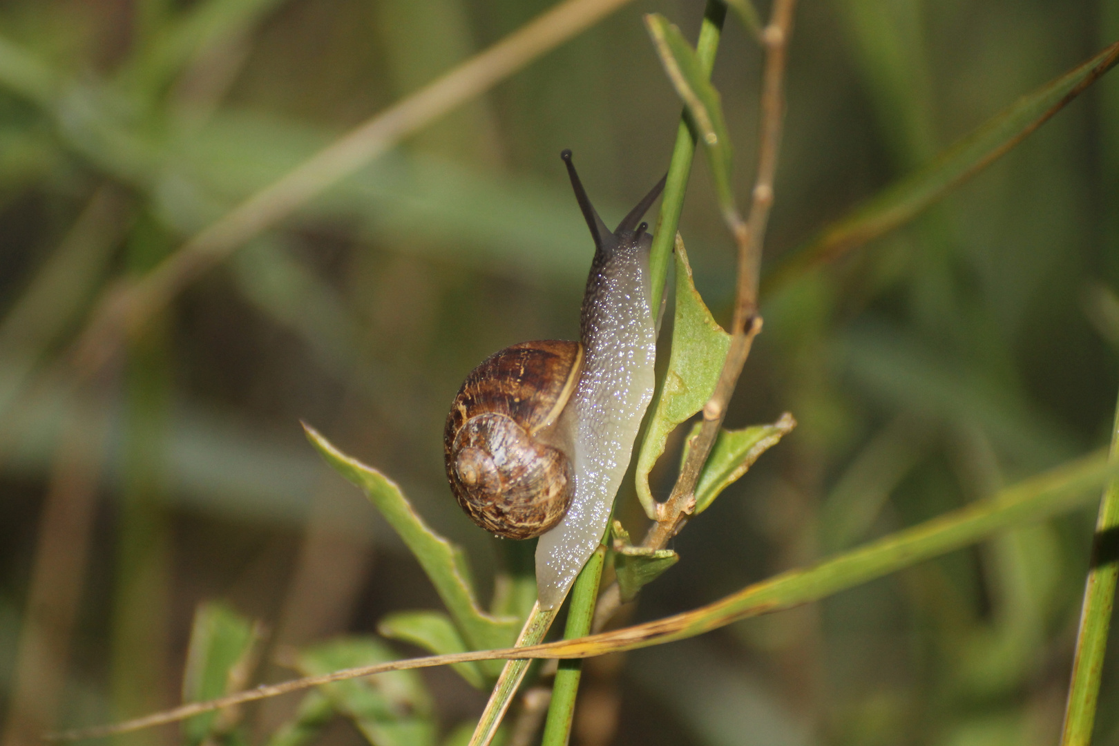 Schnecke im Dünen -Gras !!