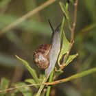 Schnecke im Dünen -Gras !!