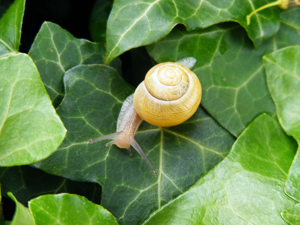 Schnecke im Efeu