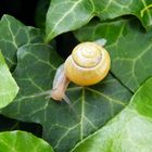 Schnecke im Efeu