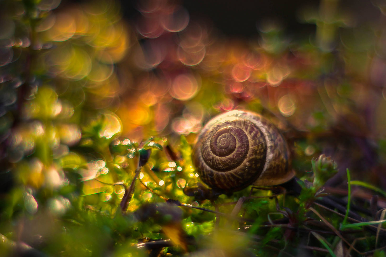 Schnecke im Farbrausch