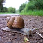 Schnecke im Fokus