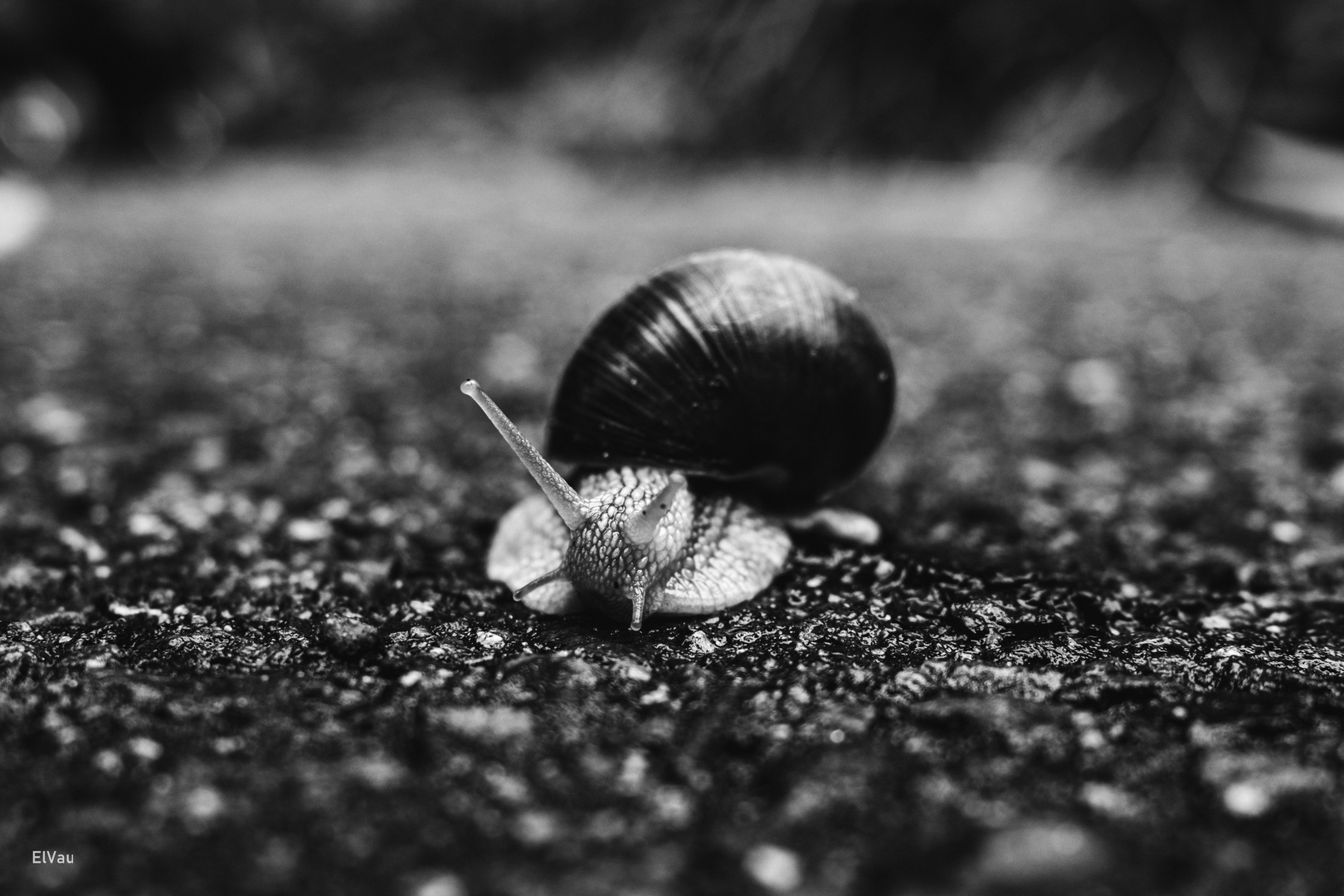 Schnecke im Fokus oder doch nicht?