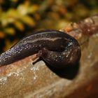 Schnecke im Frühling