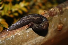 Schnecke im Frühling