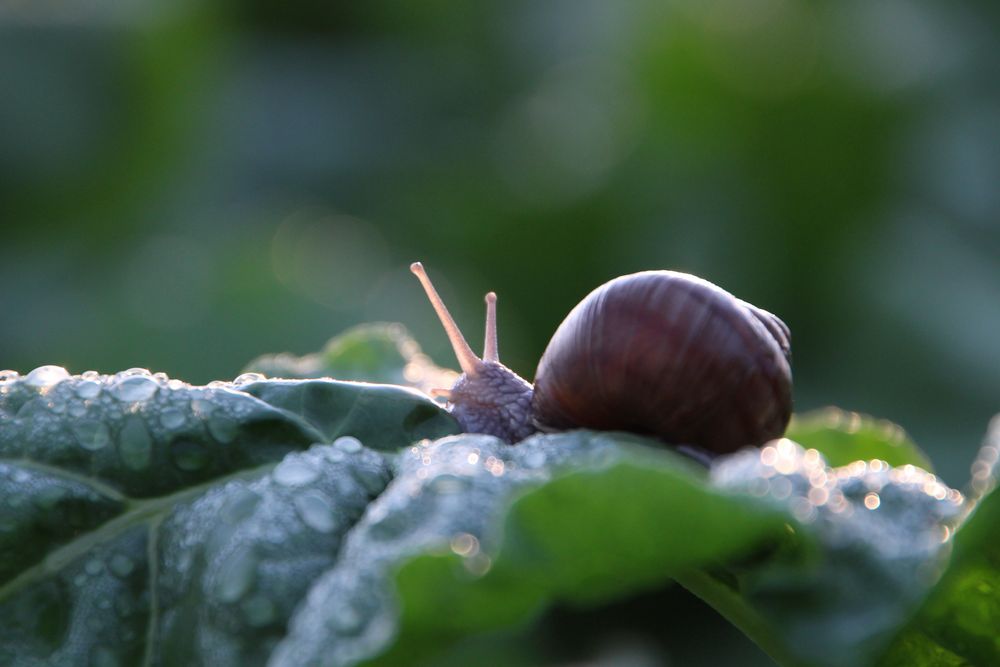 Schnecke, im Frühtau