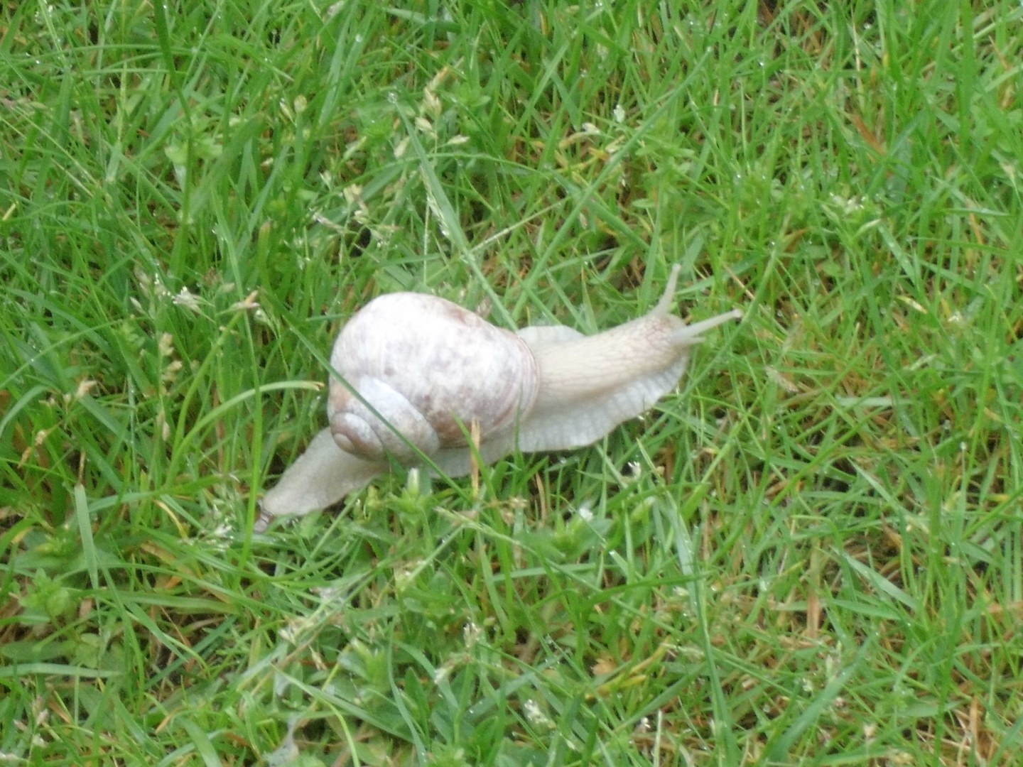 Schnecke im Garten