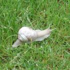 Schnecke im Garten