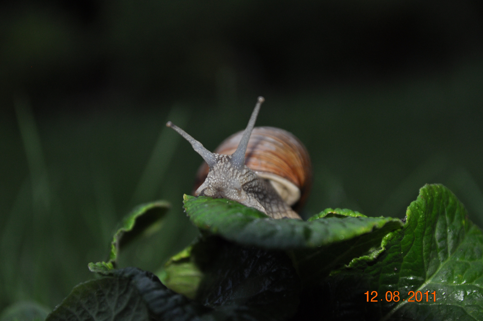 Schnecke im Garten