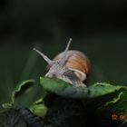 Schnecke im Garten