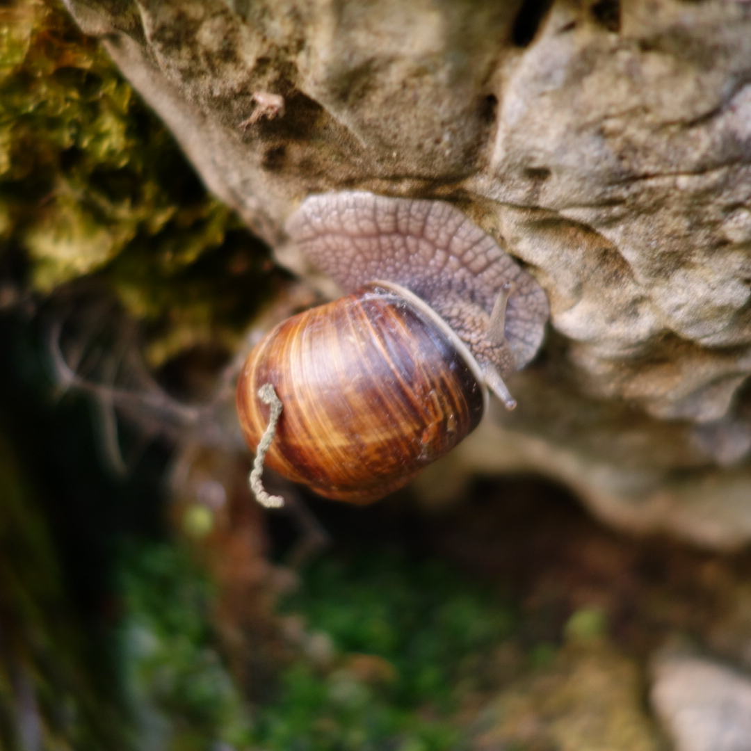 Schnecke im Garten