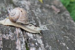 Schnecke im Garten