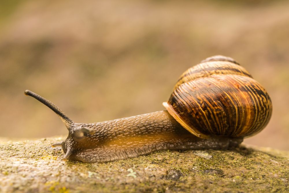 Schnecke im Garten Foto & Bild tiere, wildlife, schnecken & muscheln