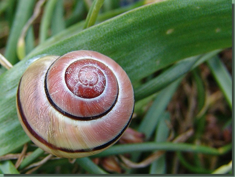 Schnecke im Garten