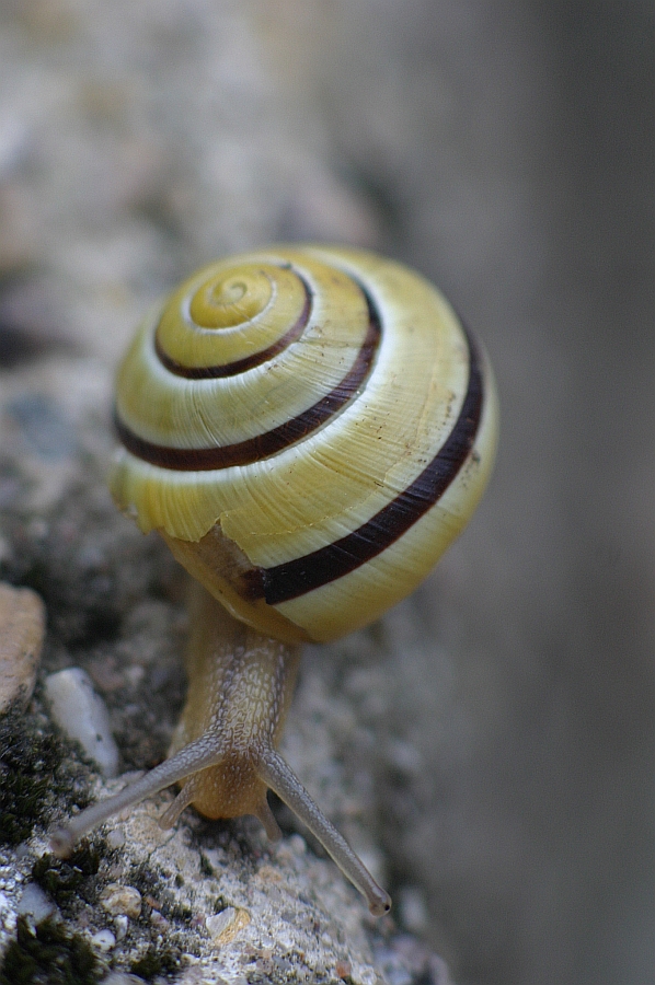 Schnecke im Garten