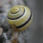 Schnecke im Garten