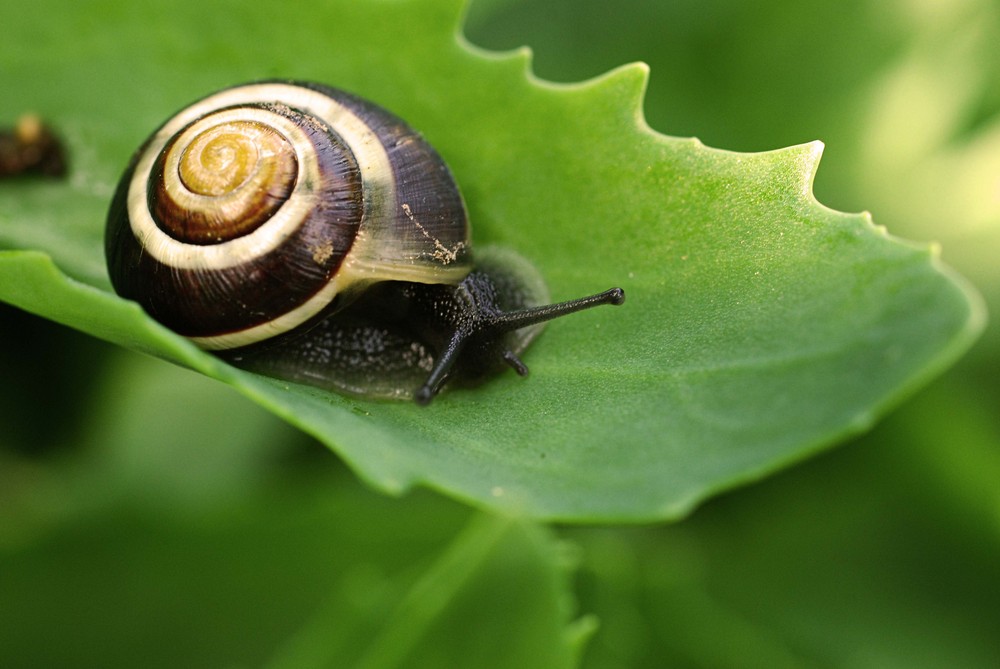 Schnecke im Garten Foto & Bild tiere, wildlife, schnecken & muscheln