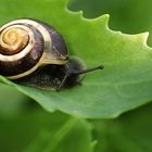 Schnecke im Garten