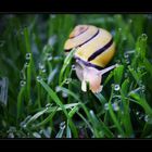 Schnecke im Garten