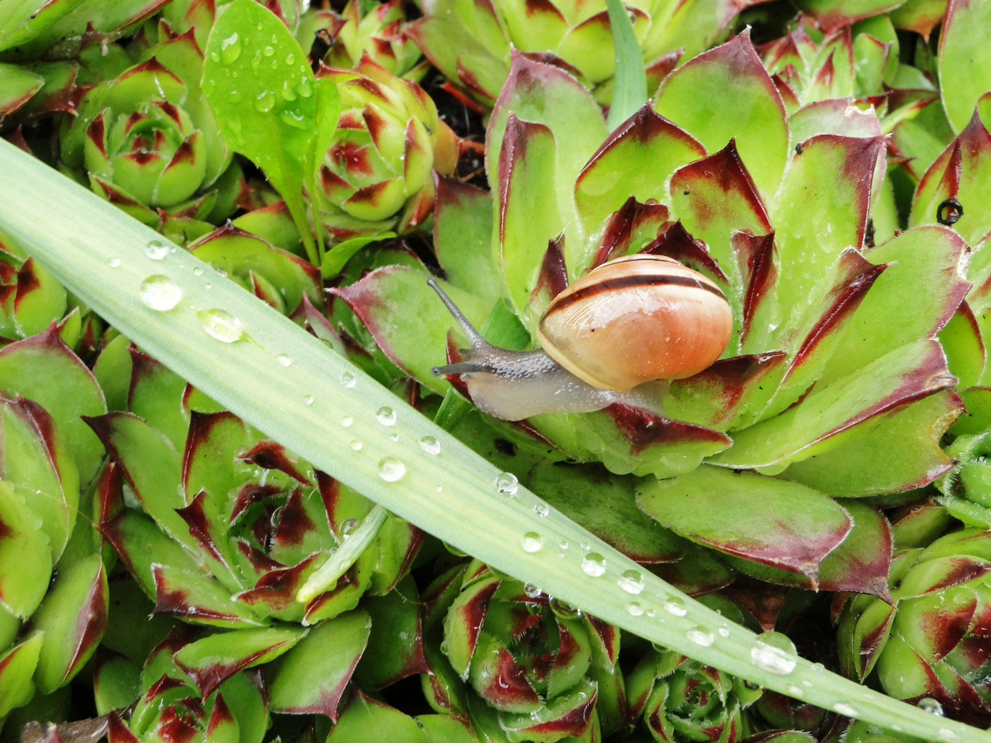 Schnecke im Garten - nach dem Regen