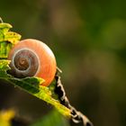 Schnecke im Gegenlicht