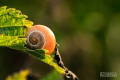 Schnecke im Gegenlicht