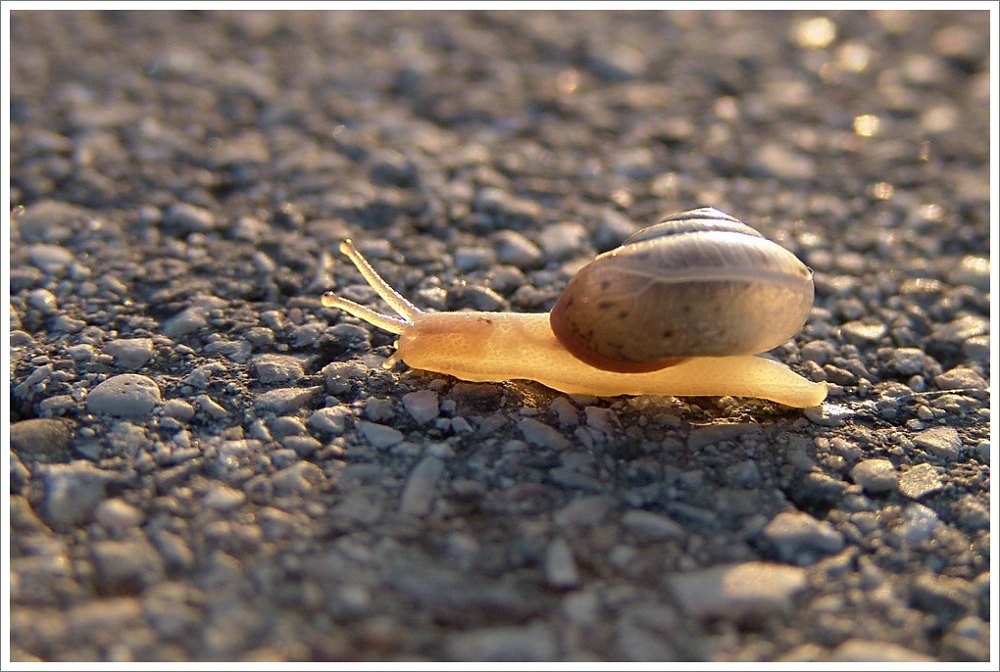 Schnecke im Gegenlicht