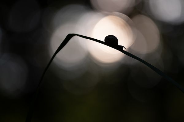 Schnecke im Gegenlicht3 (1 von 1)