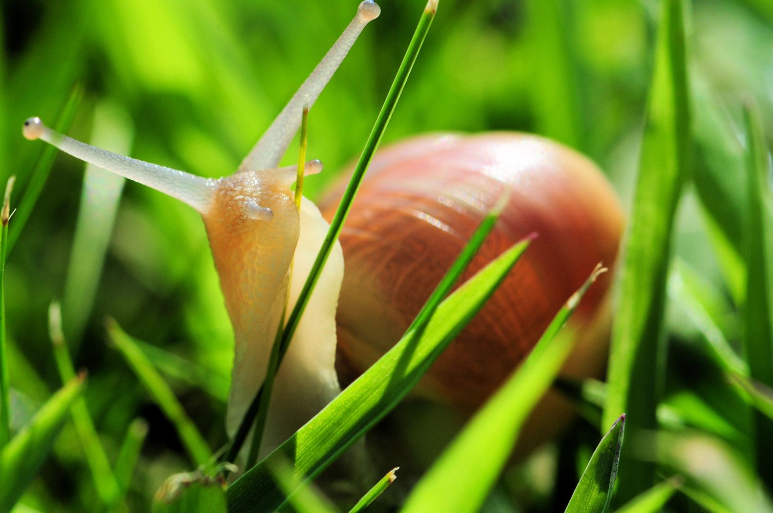 Schnecke im Gras