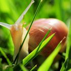 Schnecke im Gras