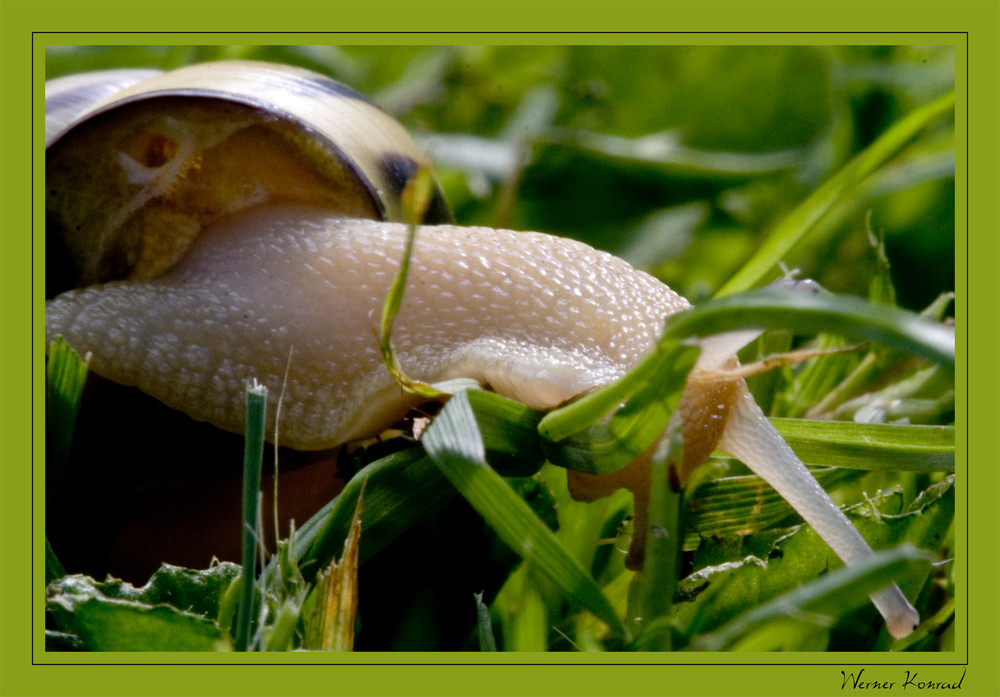 Schnecke im Gras