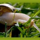 Schnecke im Gras