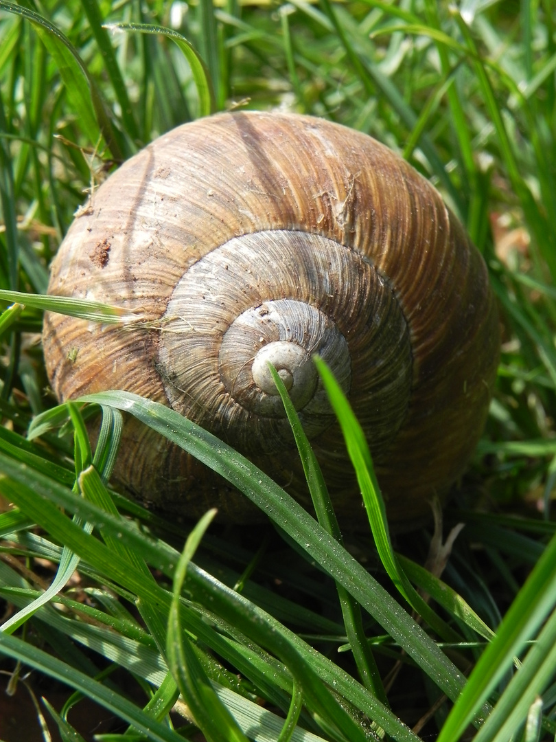 Schnecke im Gras