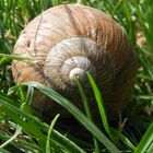 Schnecke im Gras