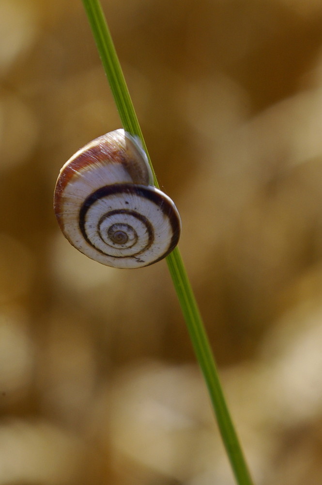 Schnecke im Gras