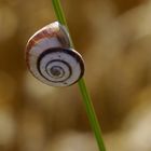 Schnecke im Gras