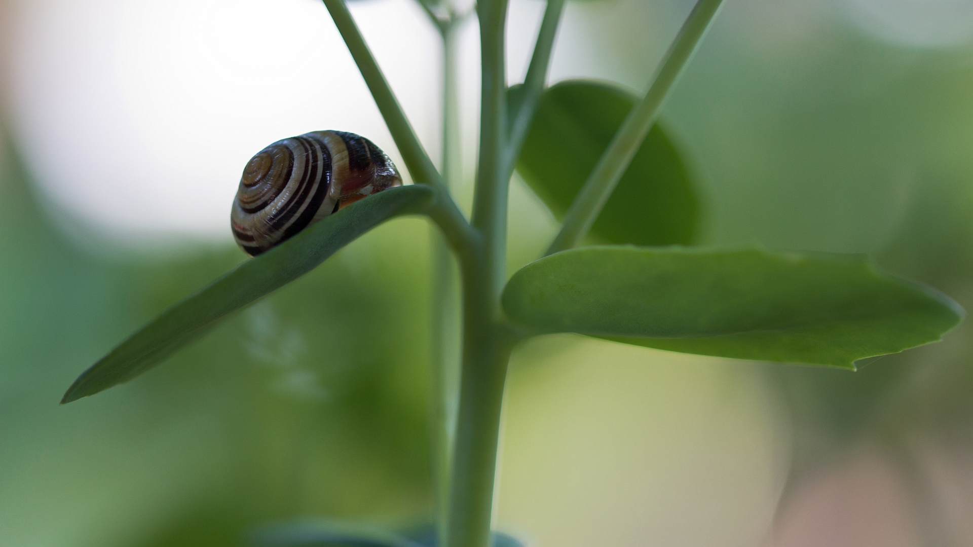 Schnecke im Grünen