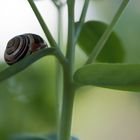 Schnecke im Grünen