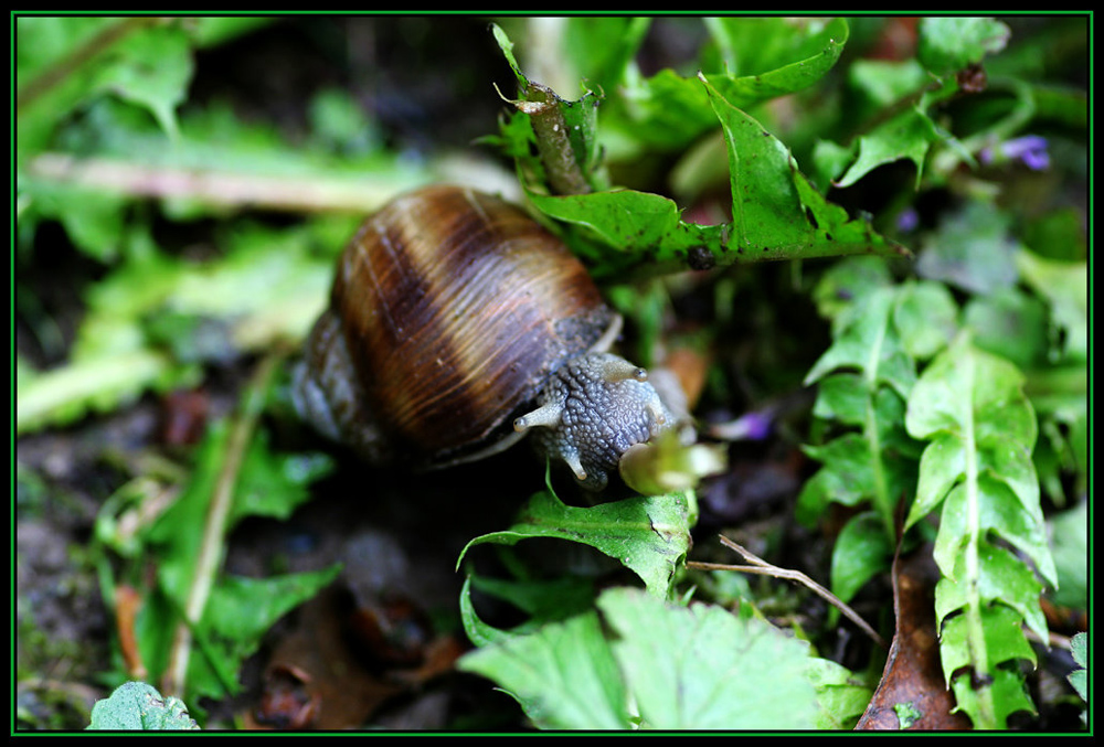 Schnecke im Grünen