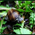 Schnecke im Grünen