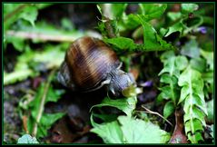 Schnecke im Grünen