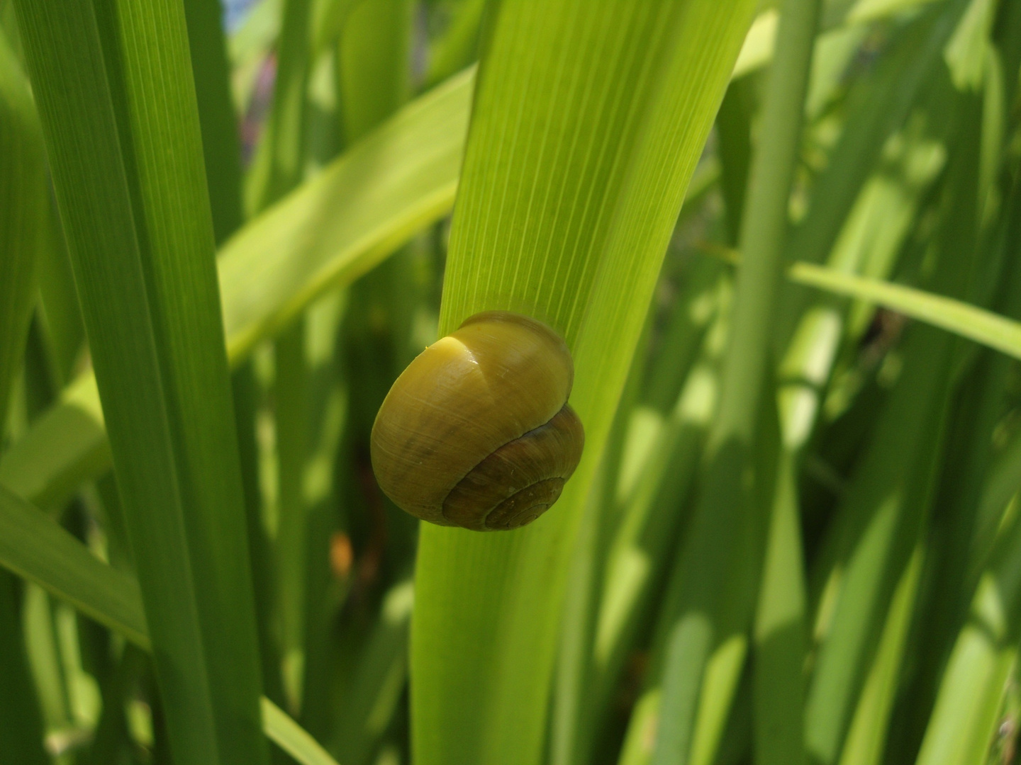 Schnecke im Grünen