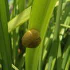 Schnecke im Grünen