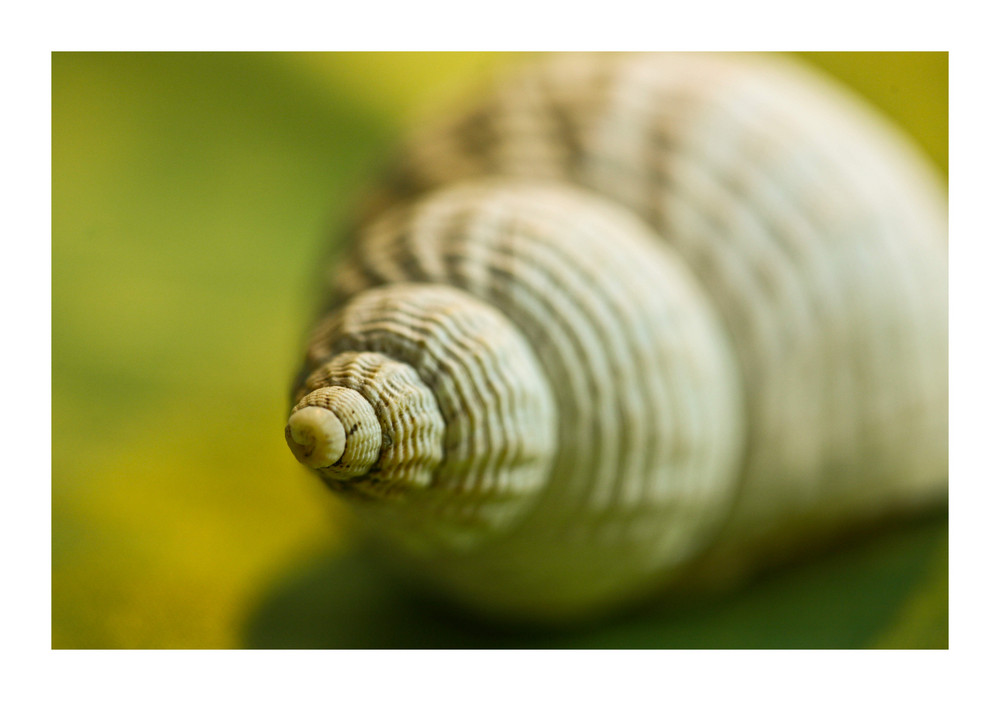 Schnecke im Grünen