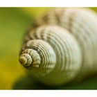 Schnecke im Grünen