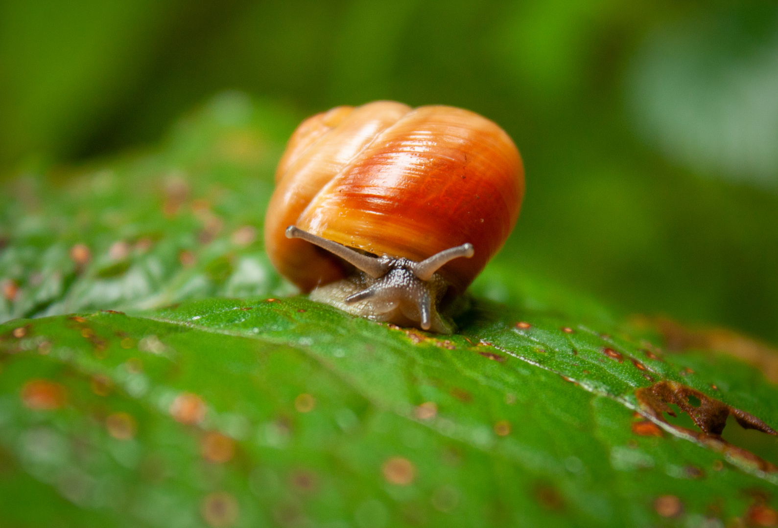 Schnecke im Häuschen Foto & Bild tiere, wildlife, insekten Bilder auf